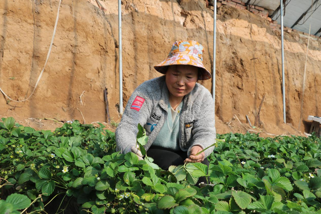 “小时候的草莓味”回来了！叮咚买菜助力平谷有机草莓“出圈”