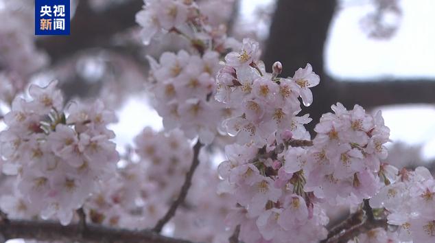 江西14地出现降雪 庐山市积雪最深达4厘米