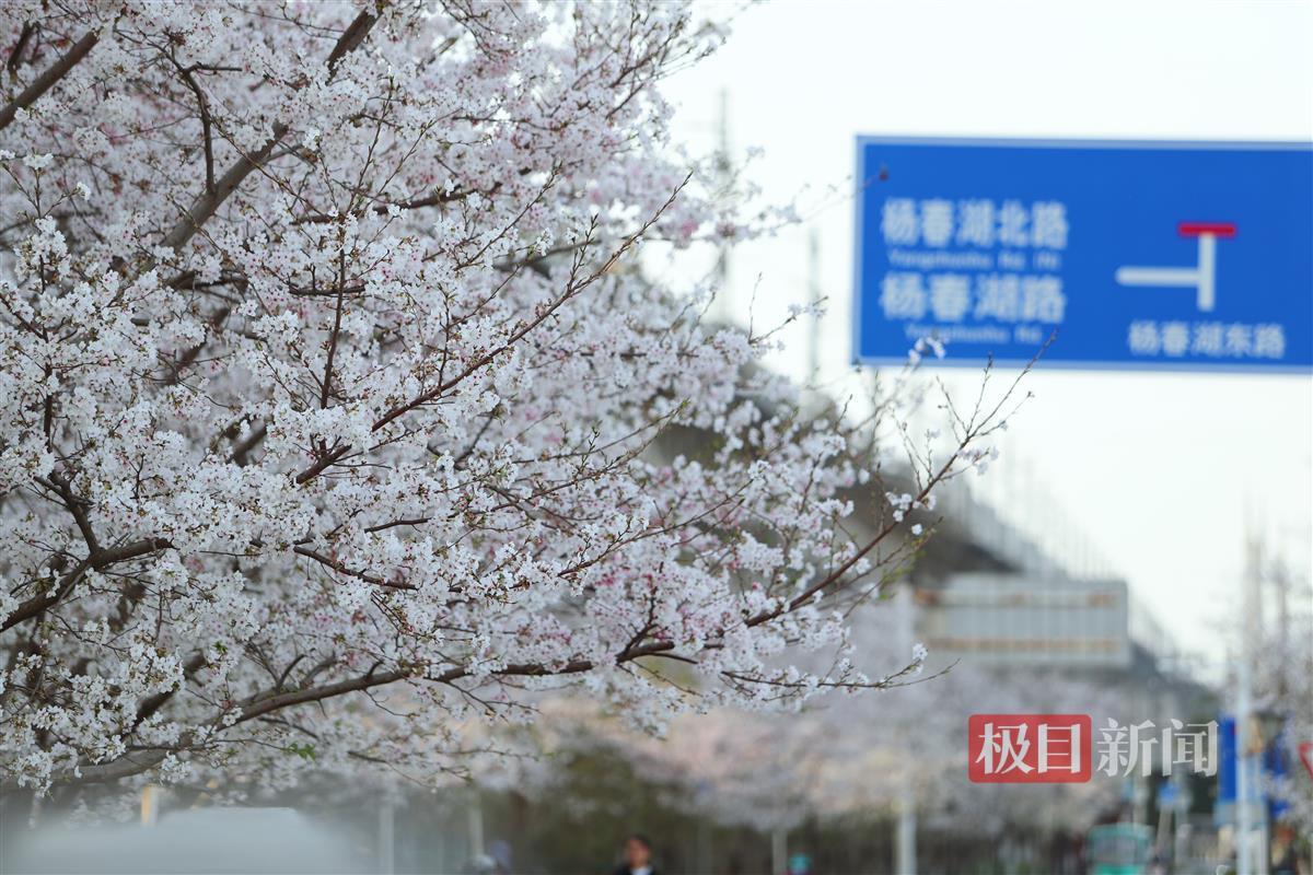 赏樱黄金周，武汉洪山区出片点位全攻略来了！
