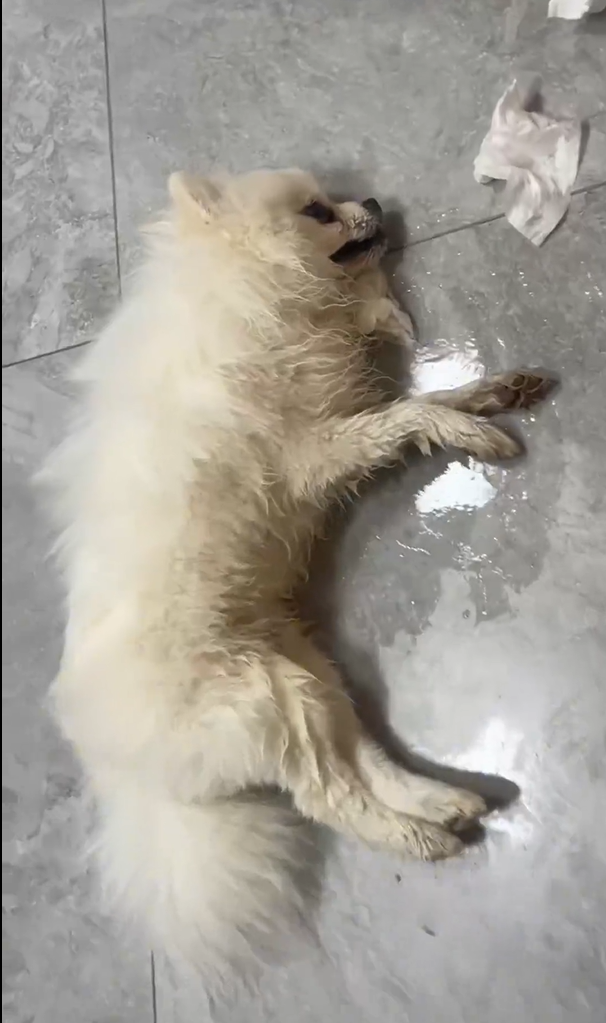 云南多只宠物犬随主人逛公园疑中毒死亡，网友提醒戴嘴套，警方介入