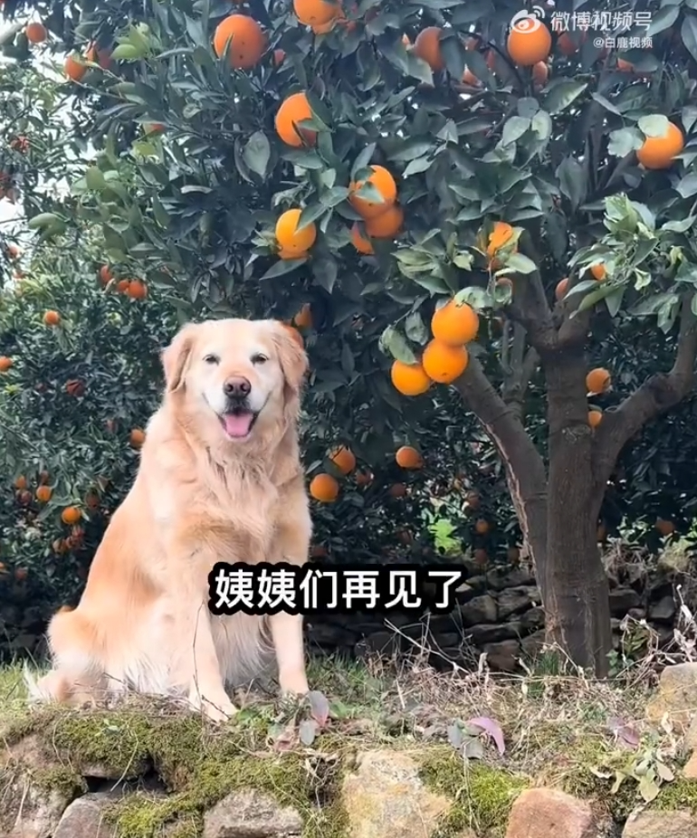 “毛毛果已缺货……”摘橙子小狗毛毛突发心脏病离世了！