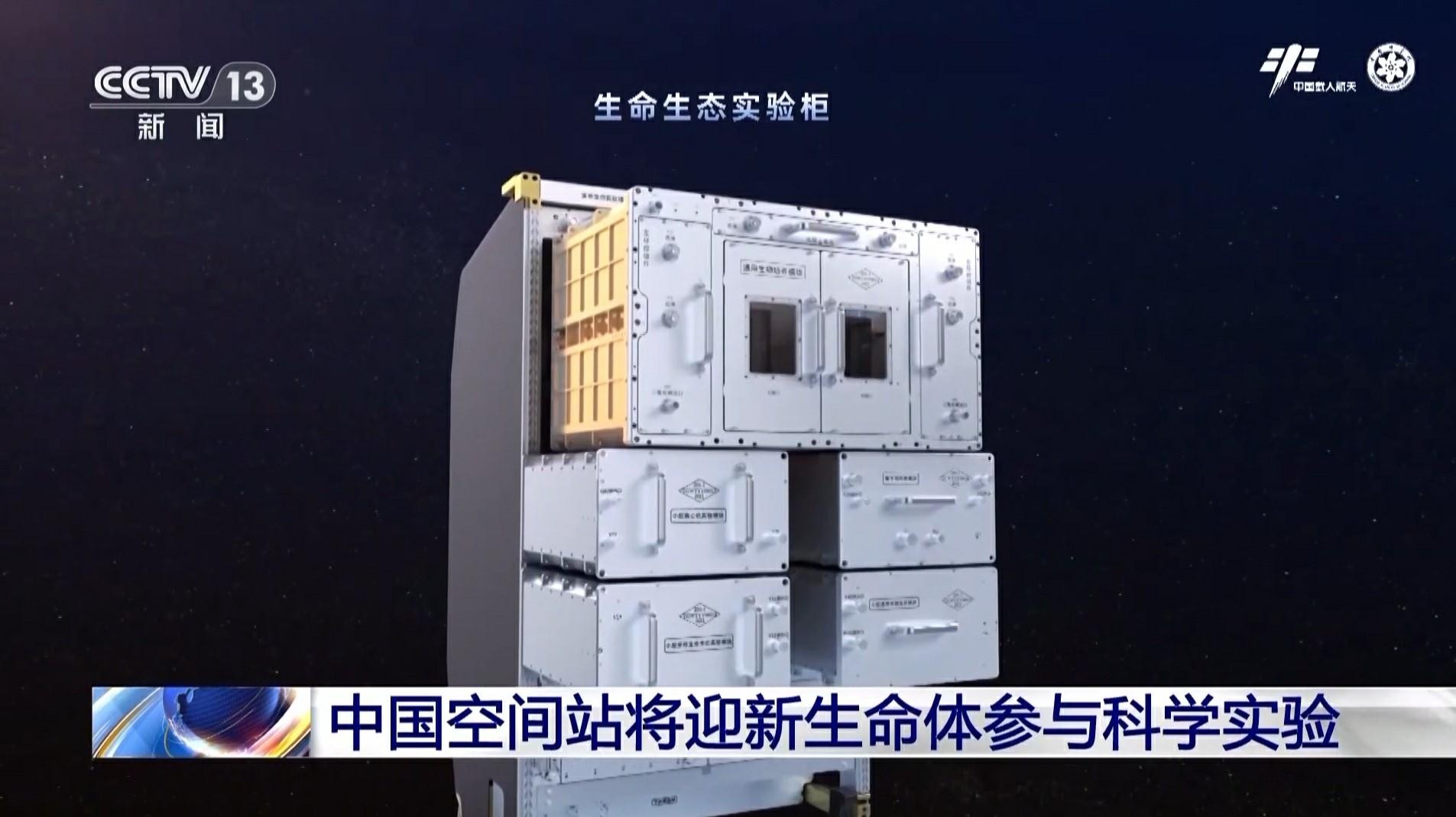 “生物界孙悟空”涡虫首上太空：仅指甲盖大小，切成两半仍拥有“复活技能”