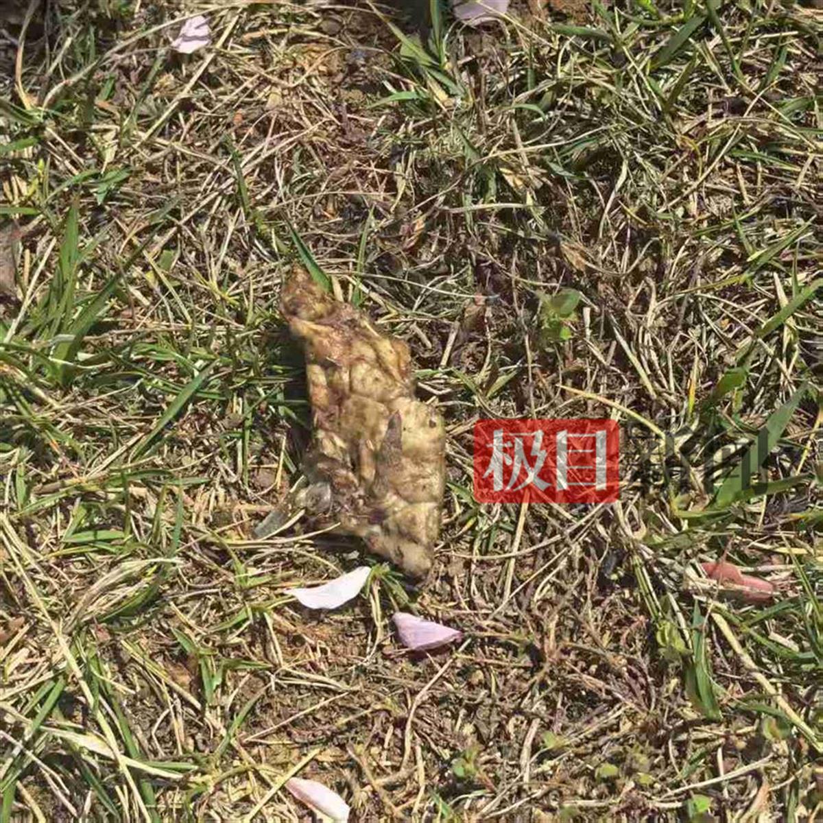云南昭通一公园发现毒饵，多只宠物狗中毒，动物医院：有七八只狗死亡