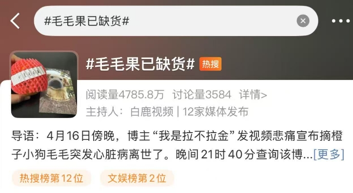 “毛毛果已缺货……”摘橙子小狗毛毛突发心脏病离世了！