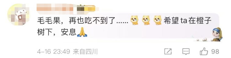 “毛毛果已缺货……”摘橙子小狗毛毛突发心脏病离世了！
