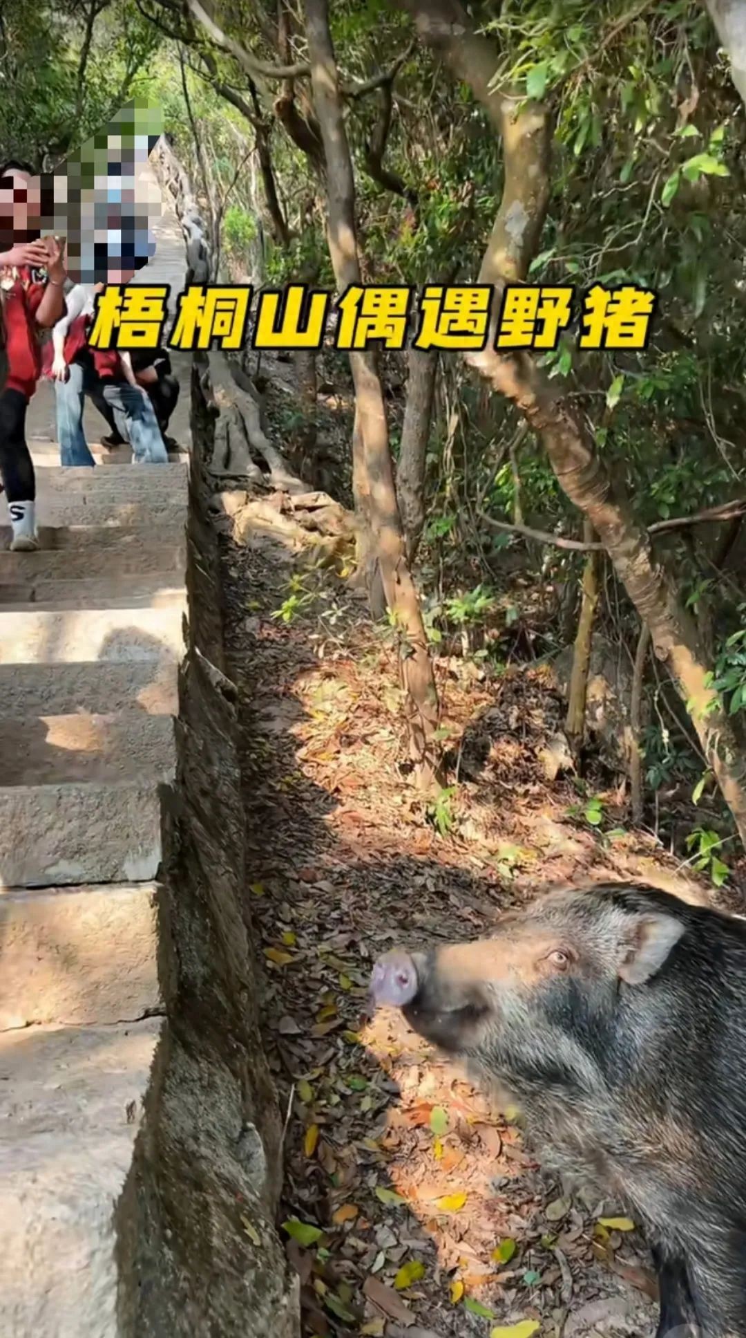 深圳梧桐山野猪接受游客投喂“眼神清澈”，野救中心：受威胁会防御，不建议投喂