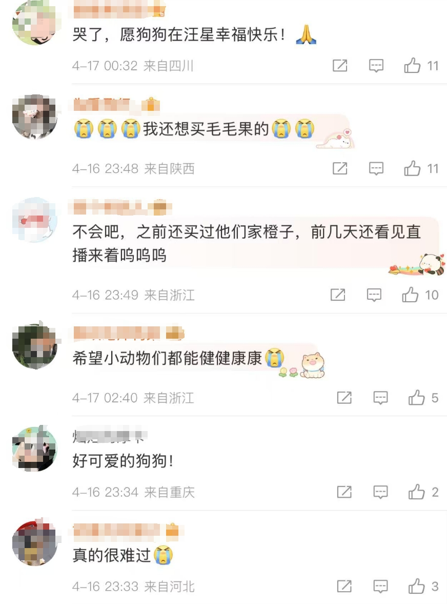 “毛毛果已缺货……”摘橙子小狗毛毛突发心脏病离世了！