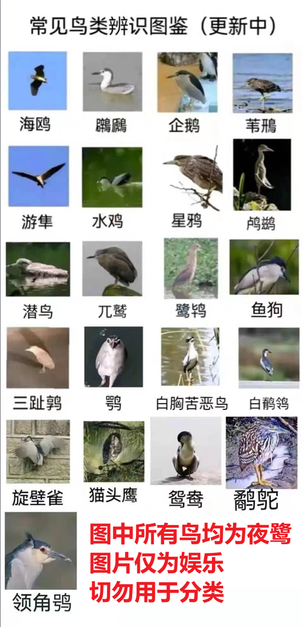 13种在城市里很常见的大鸟！赌你都见过 就是不认识