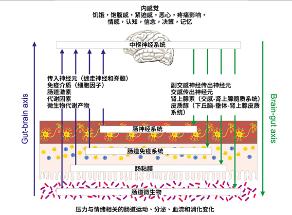 压力一大就胃疼 身体这个“秘密通道” 90%的人不知道！