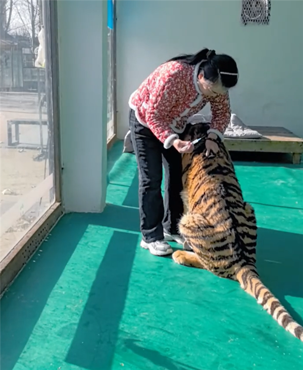 东北虎饲养员给狼送鸡吃 狼瑟瑟发抖躲角落 网友：撸完老虎没洗手