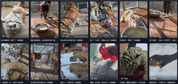 东北虎饲养员给狼送鸡吃 狼瑟瑟发抖躲角落 网友：撸完老虎没洗手