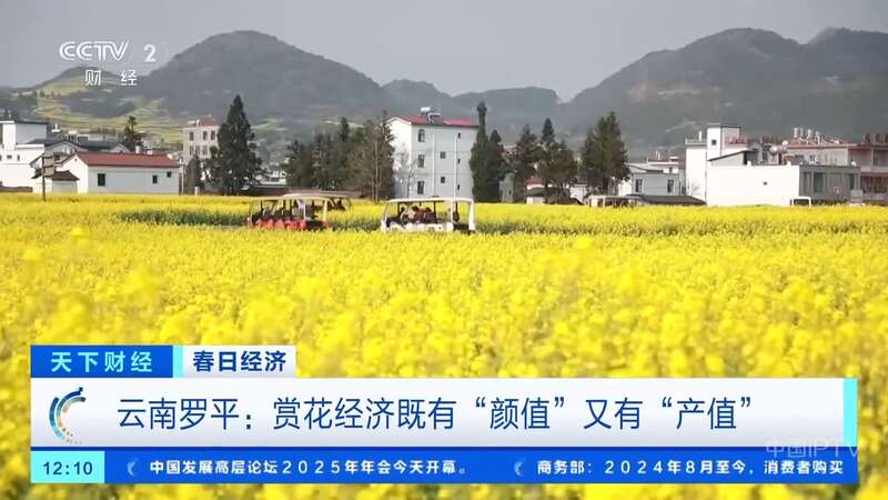 既有颜值又有产值 云南罗平油菜花吸引老外也来打卡