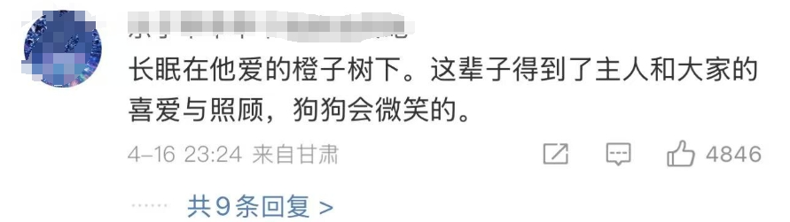 “毛毛果已缺货……”摘橙子小狗毛毛突发心脏病离世了！