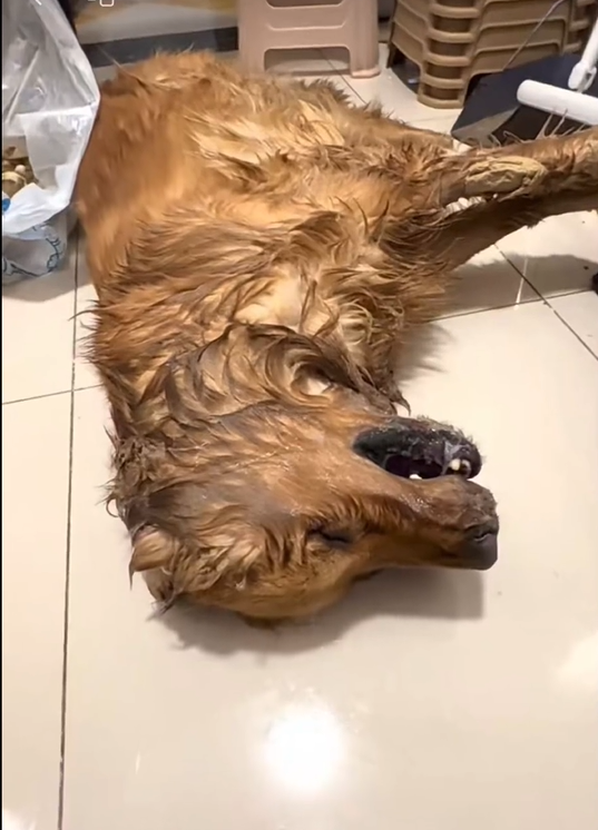 云南多只宠物犬随主人逛公园疑中毒死亡，网友提醒戴嘴套，警方介入