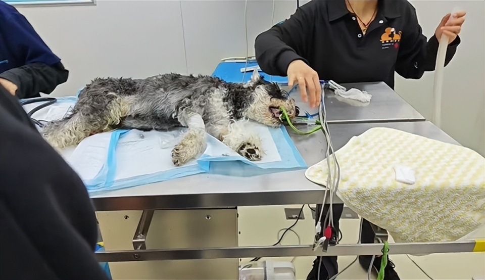 云南多只宠物犬随主人逛公园疑中毒死亡，网友提醒戴嘴套，警方介入