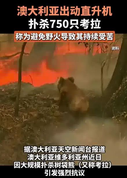 澳大利亚扑杀750只山火中幸存的考拉，救治成本高？为了省钱？