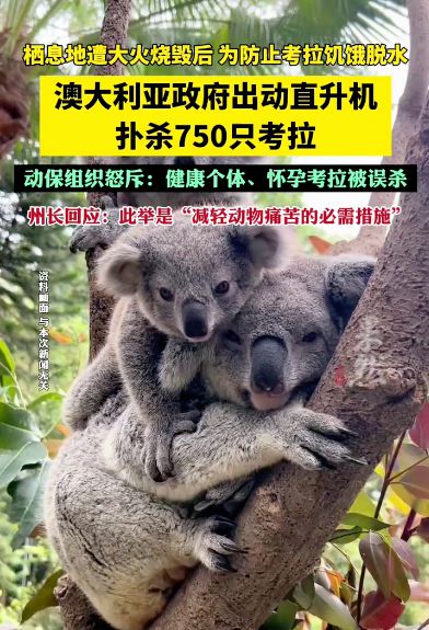 澳大利亚扑杀750只山火中幸存的考拉，救治成本高？为了省钱？