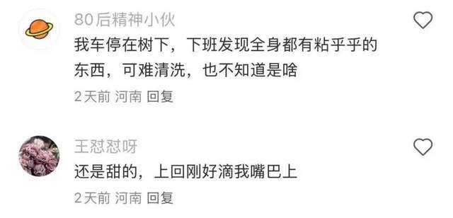 夏天树下的共享单车，为什么总有“不明液体”？