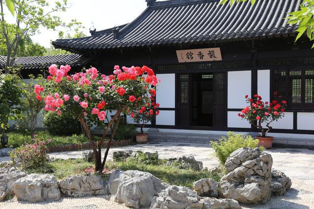 市花“郑”绽放 相约在南环