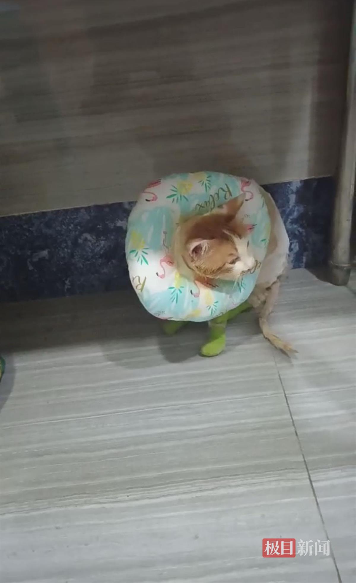 重庆掉进火锅的猫咪不治身亡，此前曾被安排康复后到火锅店当“保安”