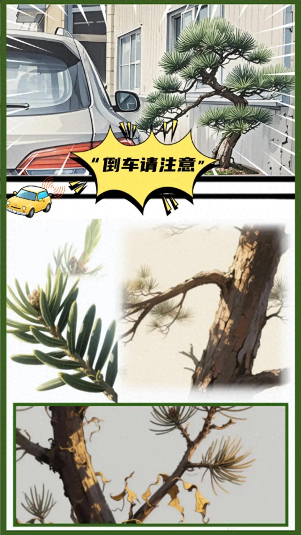 百年盆景被撞后枯死，男子索赔45万，法院：判赔18万