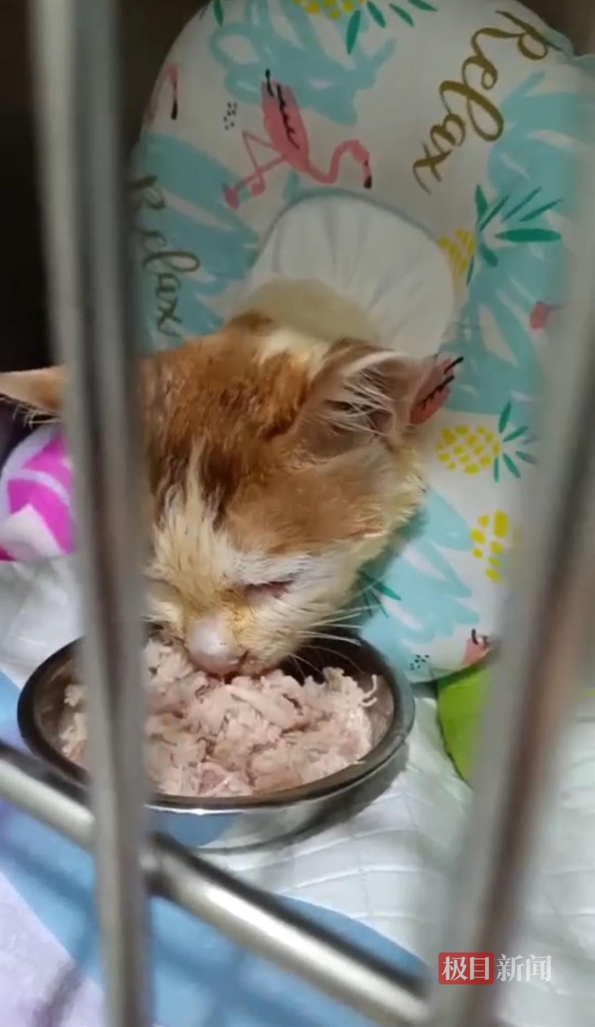 重庆掉进火锅的猫咪不治身亡，此前曾被安排康复后到火锅店当“保安”