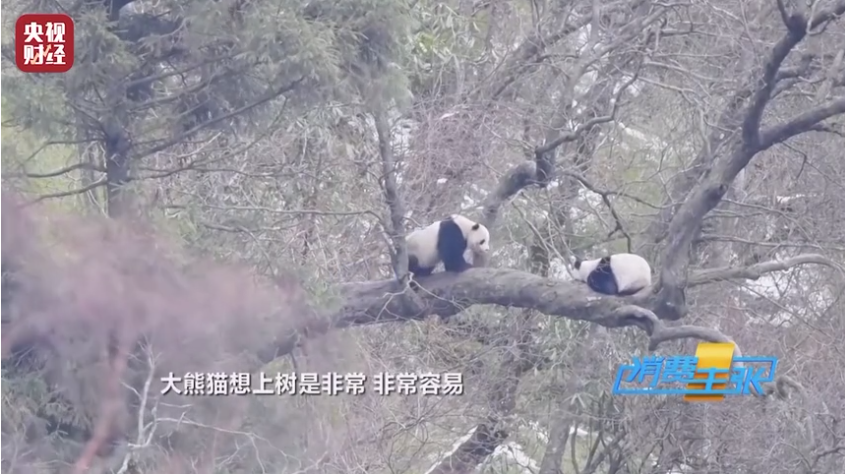 野生大熊猫恋爱角曝光！歪脖子树成大熊猫脱单圣地