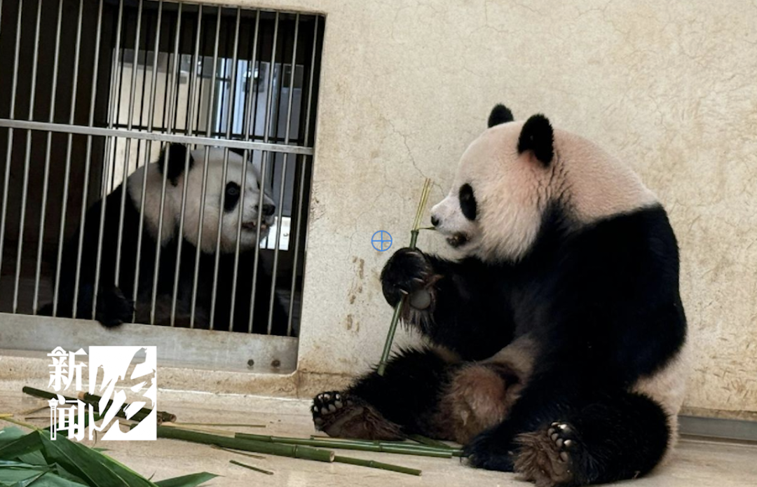 大熊猫“安安”被曝不近女色?粉丝急了：一天就知道吃吃吃!