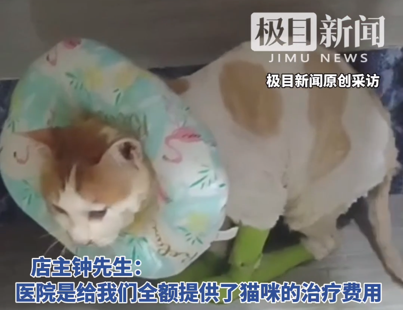 不幸消息传来！掉入火锅的猫咪“五一”因病情恶化已不治身亡