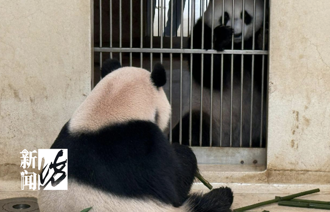 大熊猫“安安”被曝不近女色?粉丝急了：一天就知道吃吃吃!