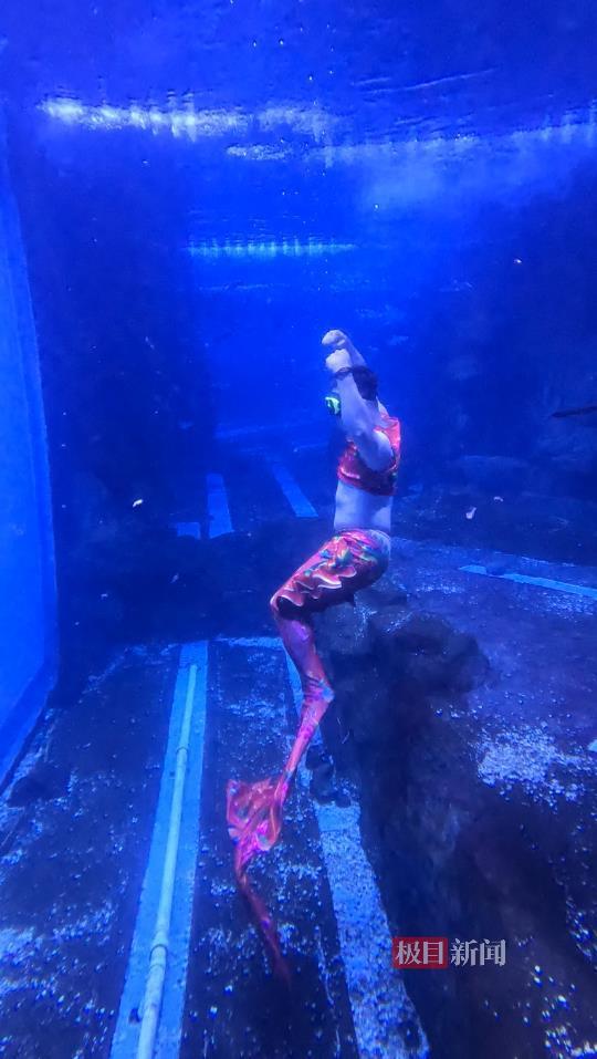 对话爆火东北海洋馆“胖头鱼”刘国强：临时顶班成男版美人鱼，想给观众带来更多快乐