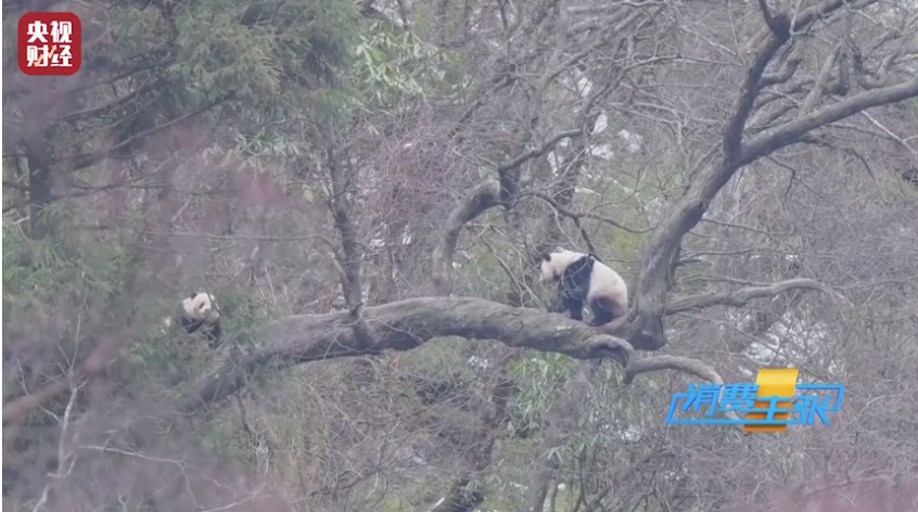 野生大熊猫恋爱角曝光！歪脖子树成大熊猫脱单圣地