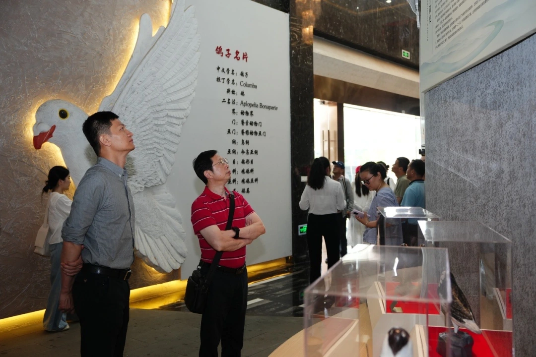一只小鸽子，为何能吸引14家知名媒体集中探访？