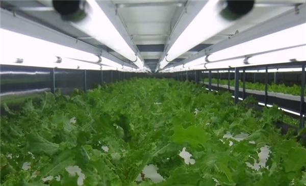 让沙漠成沃土！科学家z轴种菜产量翻100倍