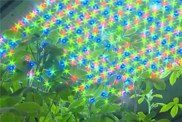 让沙漠成沃土！科学家z轴种菜产量翻100倍
