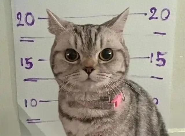 史上最萌“袭警案”！猫咪按爪印拍入狱照，泰国警方幽默执法获赞