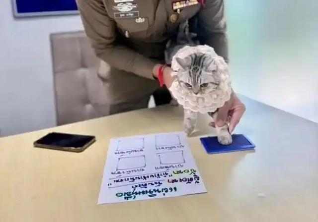 史上最萌“袭警案”！猫咪按爪印拍入狱照，泰国警方幽默执法获赞