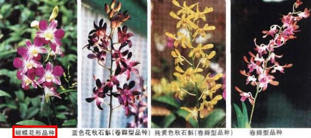 饭店摆盘的粉紫色花，到底是什么？