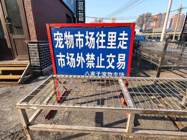 超百万只猫狗，从“钢城”卖到全国