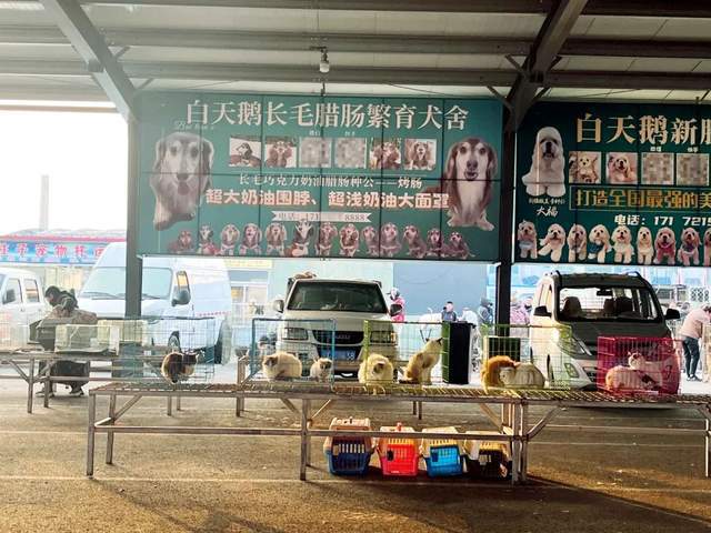 超百万只猫狗，从“钢城”卖到全国