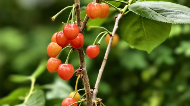 樱桃红了！河南初夏采摘攻略来啦→