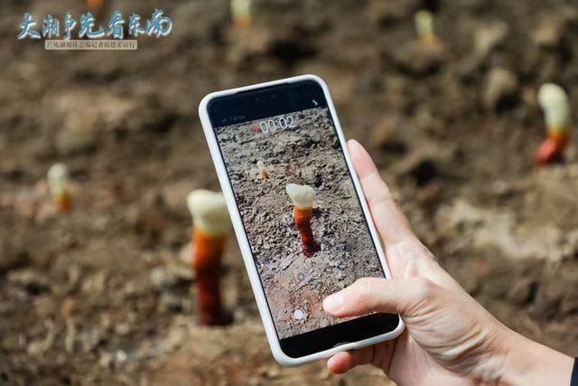 揭开灵芝“仙草”的神秘面纱③丨大潮争先看东南