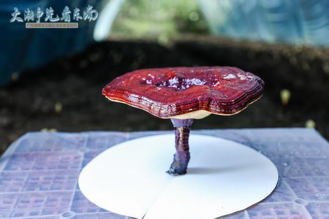 揭开灵芝“仙草”的神秘面纱③丨大潮争先看东南