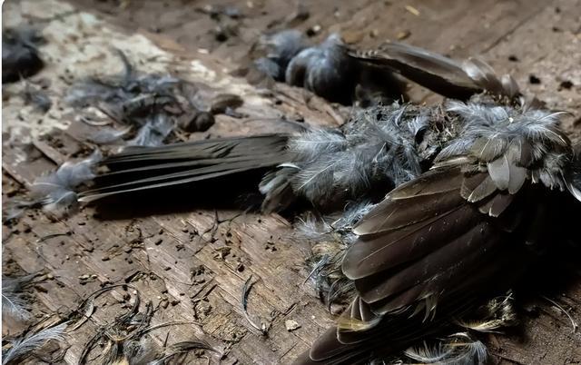 加州惊现鸟群集体“自爆”50多只鸟离奇死亡，真相成谜