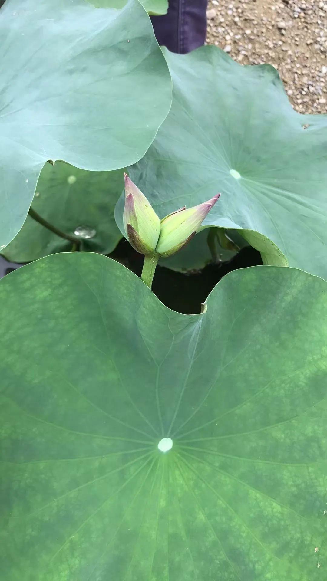 端午节广州一景区发现7个莲花奇观，好运莲莲好兆头！