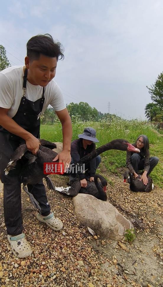 “渣鹅”移情别恋后，饲养员为伤心母天鹅安排了两只新的公天鹅