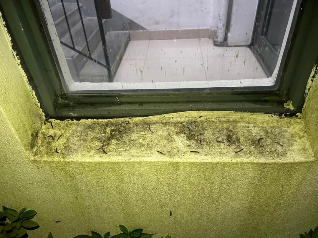 不少人家里被小黑虫“入侵”，墙壁窗户全部爬满！一到晚上更严重，还有一股臭味