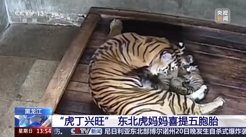 “虎丁兴旺” 东北虎妈妈喜提五胞胎