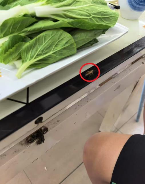 虫子在桌上爬 受访人提供.png