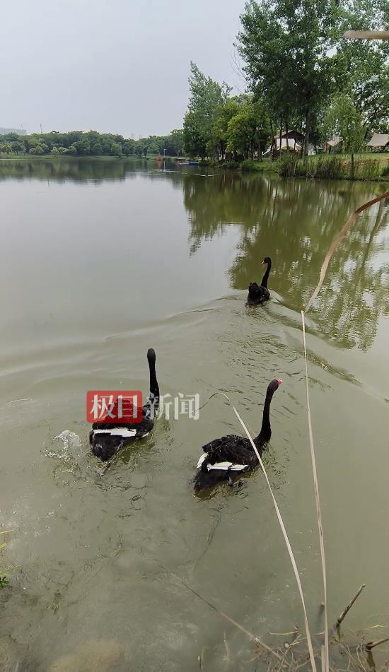 “渣鹅”移情别恋后，饲养员为伤心母天鹅安排了两只新的公天鹅